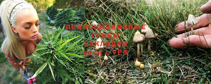 где можно купить наркотик  Горячий Ключ  Галлюциногенные грибы MAGIC MUSHROOMS 